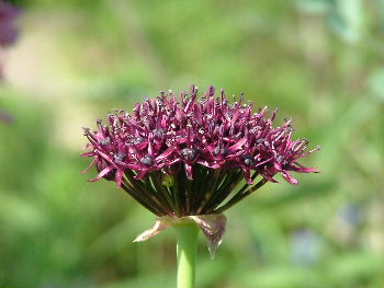 Allium atropurpureum bestellen